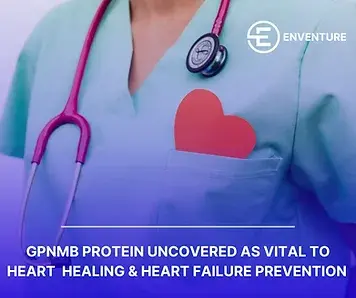 GPNMB Protein Uncovered as Vital to Heart Healing and Heart Failure Prevention